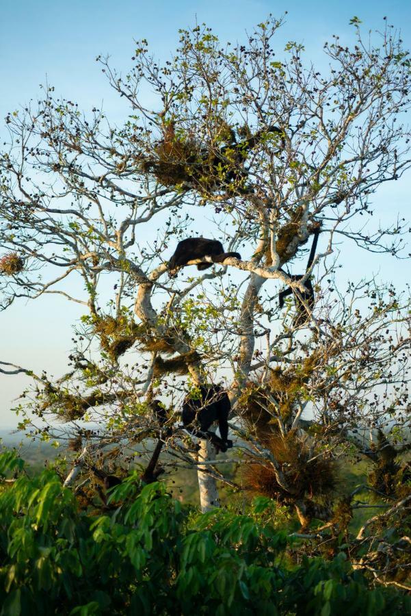 Ecolodge El SombreroLaguna Yaxha エクステリア 写真