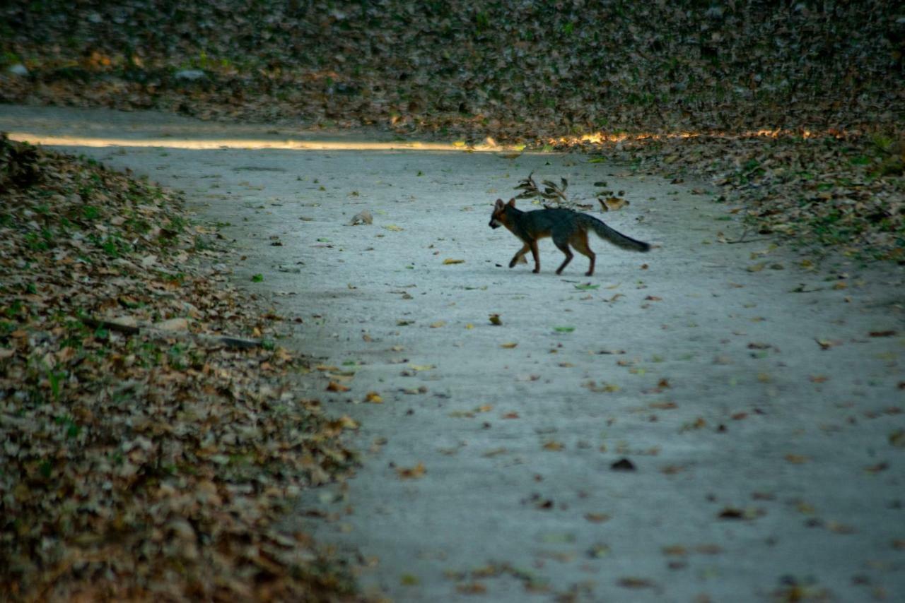 Ecolodge El SombreroLaguna Yaxha エクステリア 写真
